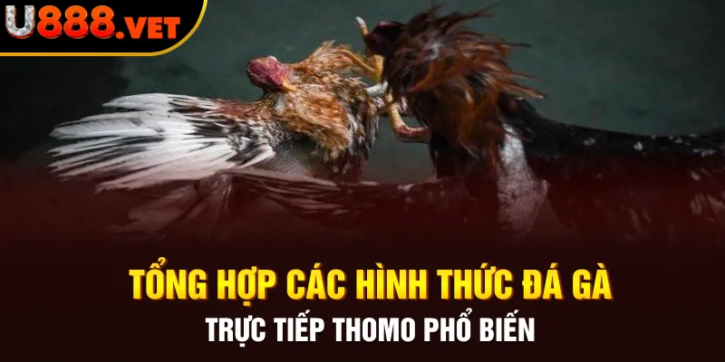 Tổng hợp các hình thức đá gà trực tiếp Thomo phổ biến