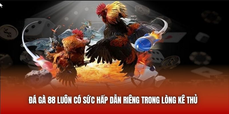 Đá gà 88 luôn có sức hấp dẫn riêng trong lòng kê thủ