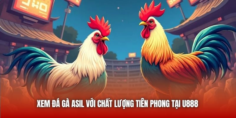 Xem đá gà Asil với chất lượng tiên phong tại U888