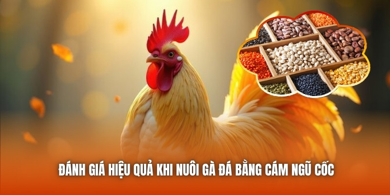 Đánh giá hiệu quả khi nuôi gà đá bằng cám ngũ cốc